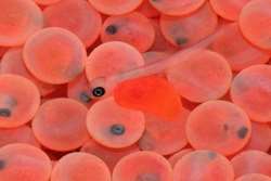 تلفات حدود 40 هزاری تخم های چشم زده ماهی در درگز به علت بیماری نبوده است